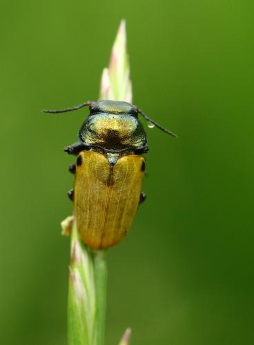 Réf. 283 846 : Labidostomis sp.